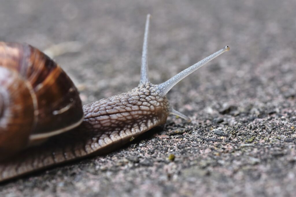 Why Snail Mucin Is the Trending Organic Skincare Ingredient Everyone’s Talking About